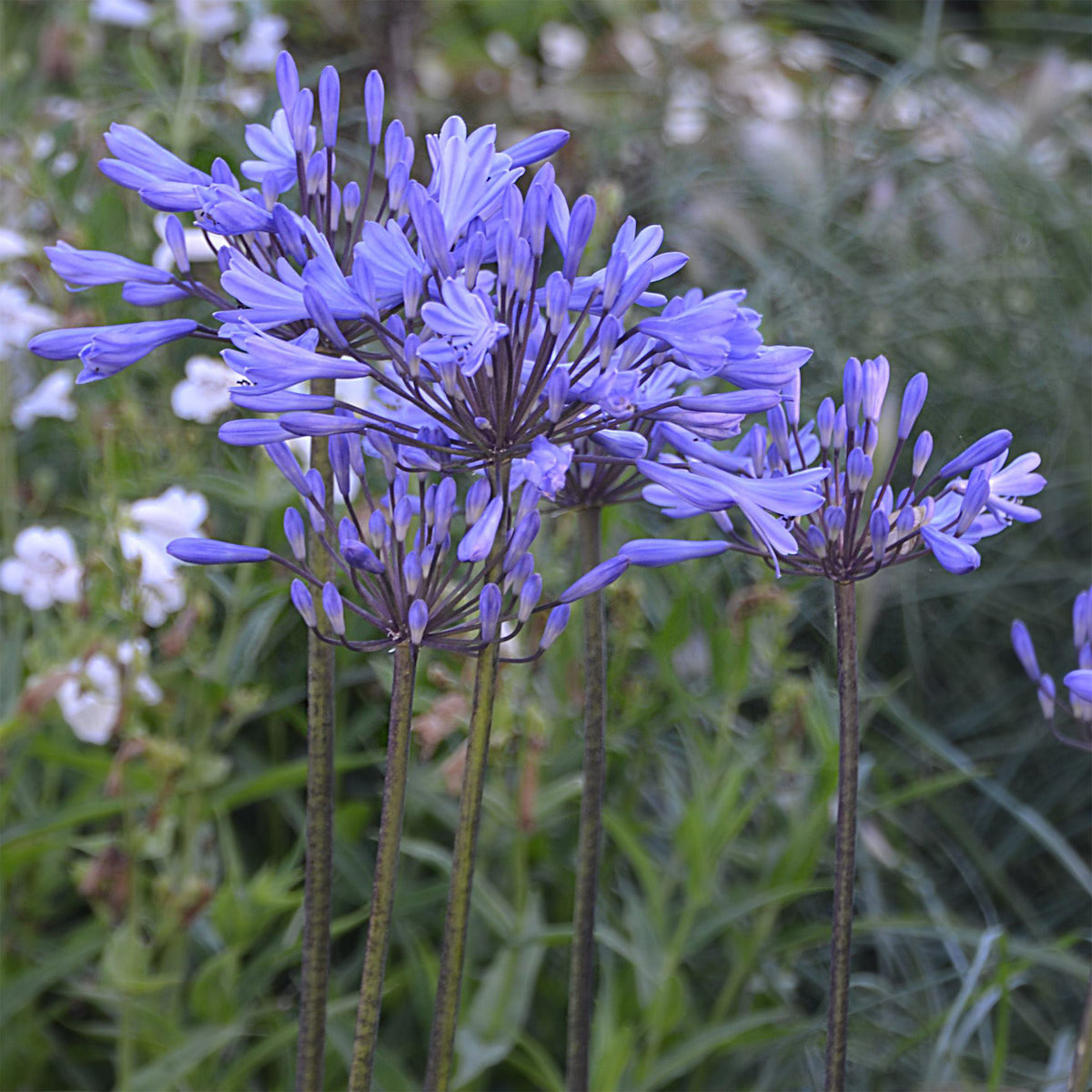 Agapanthe Graphite® Blue - Agapanthus Graphite ® Blue Turk8 - Willemse