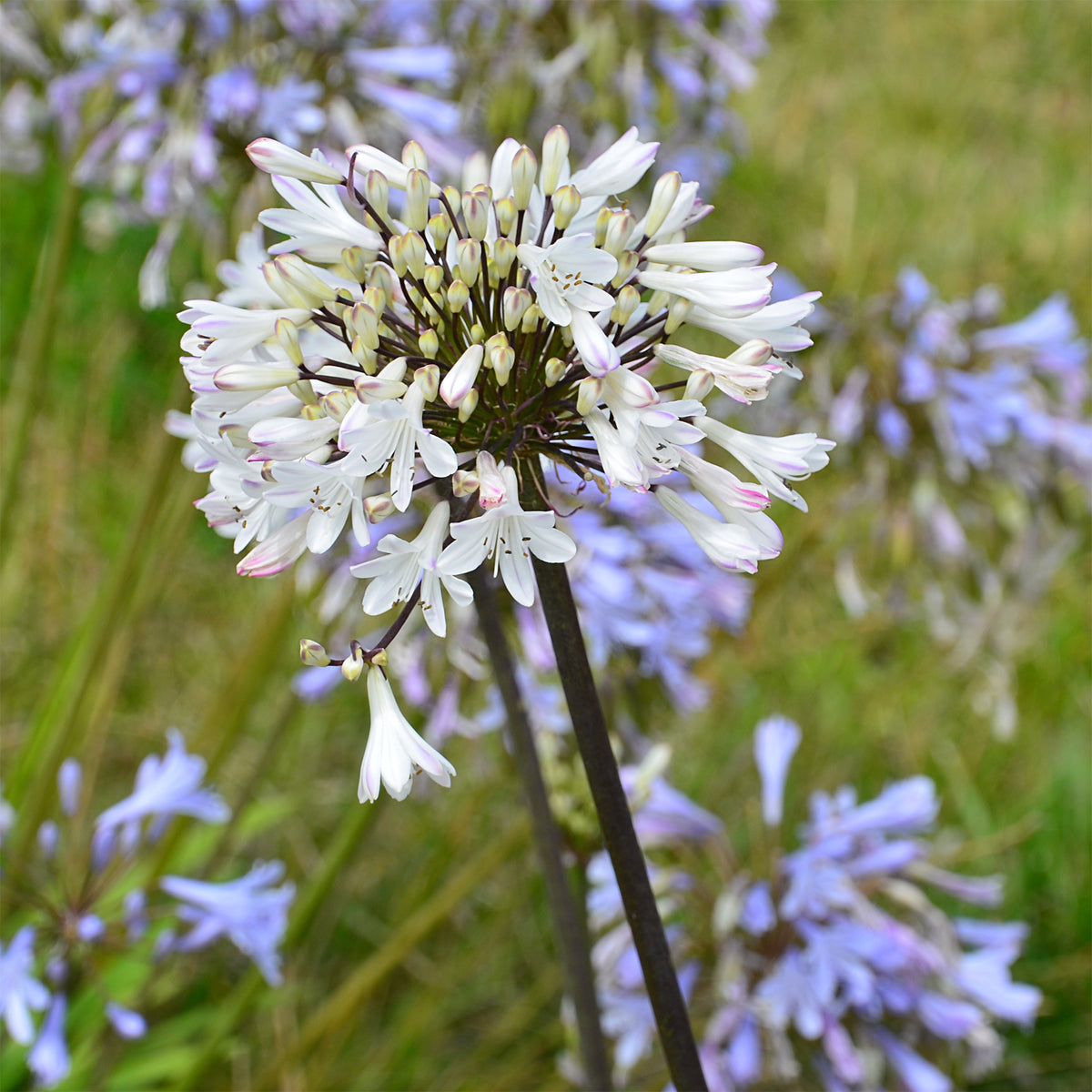 Agapanthe Graphite® White - Agapanthus Graphite ® White Turk8 - Willemse