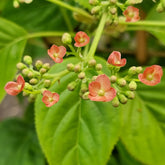 Hortensia grimpant Crug Coral - Willemse