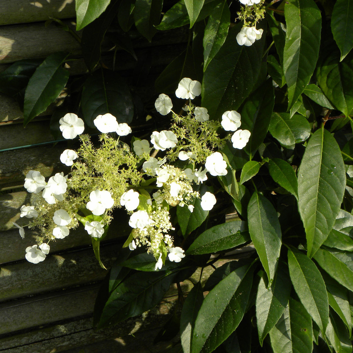 Hortensia grimpant et persitant - Willemse