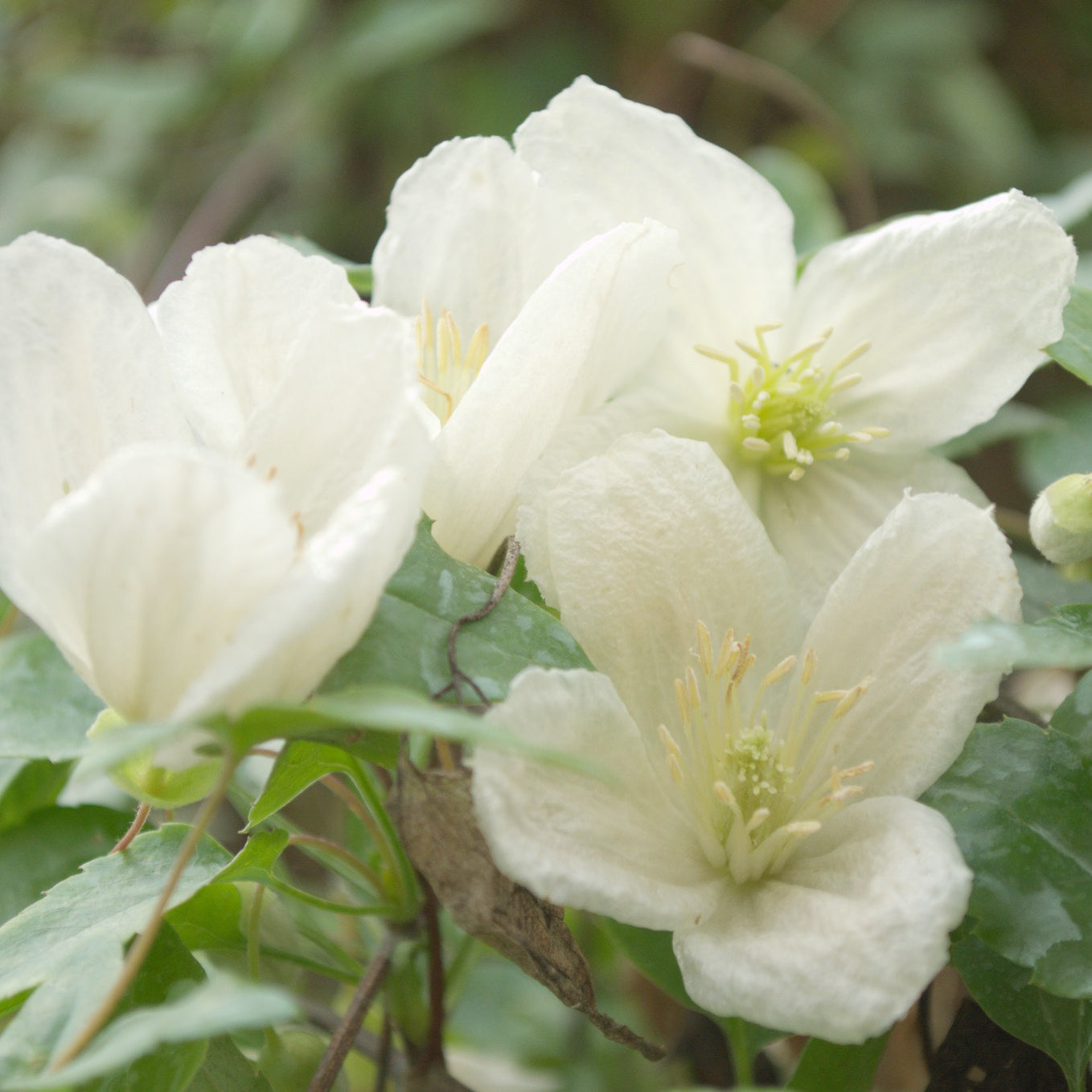 Clématite cireuse cirrhosa Jingle Bells - Clematis cirrhosa Jingle bells - Willemse