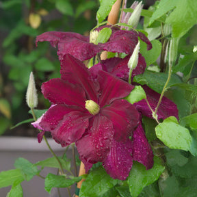 Clématites - Clématite Niobe - Clematis Niobe