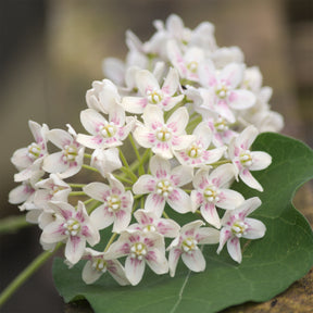 Dregea sinensis - Wattakaka sinensis - Drégée de Chine - Plantes grimpantes