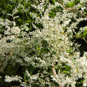 Renouée d'Aubert - Fallopia - Fallopia aubertii - Willemse