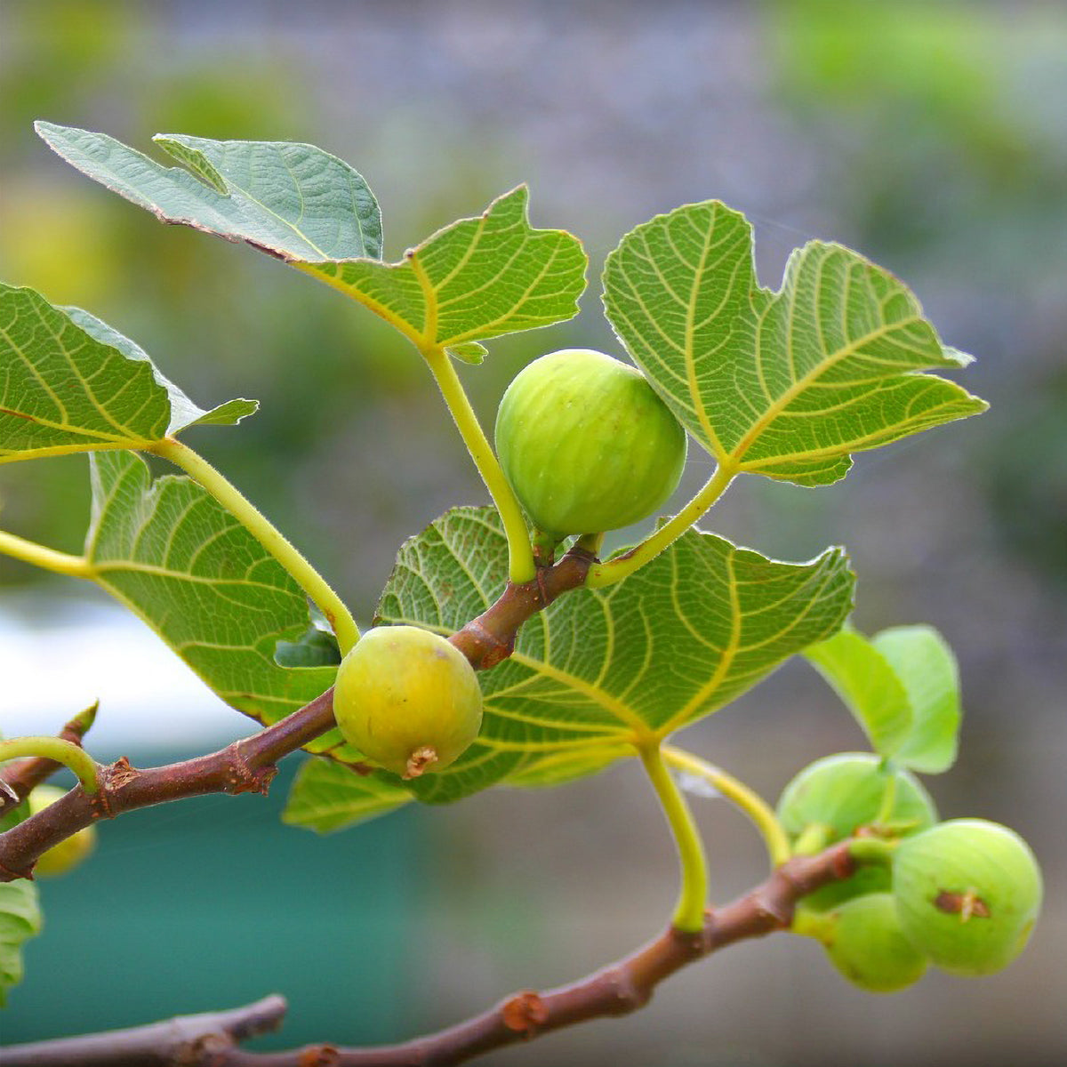 Figuier La Marseillaise - Ficus carica Marseillaise - Willemse