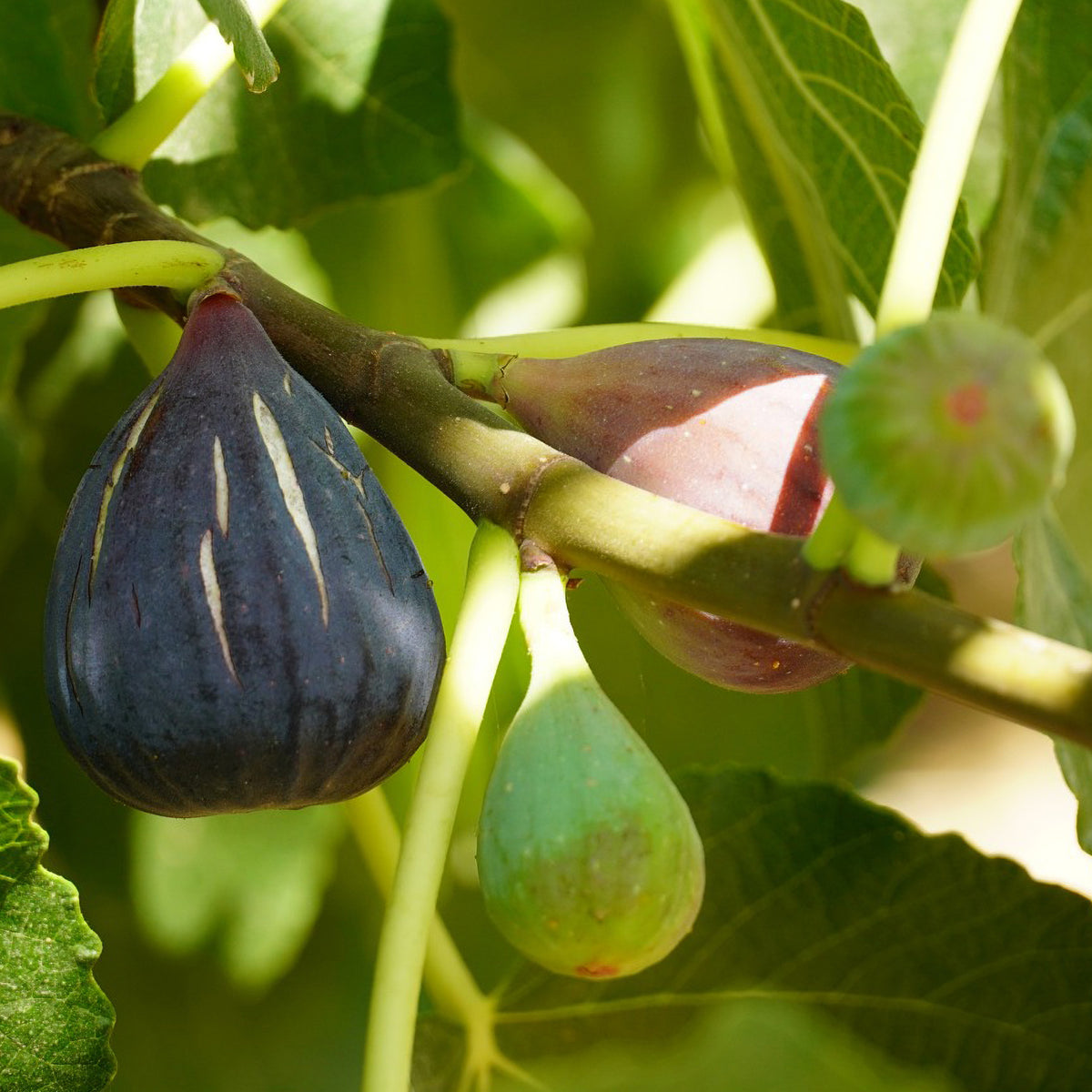 Figuier Violette D'Argenteuil - Ficus carica Violette d'Argenteuil - Willemse