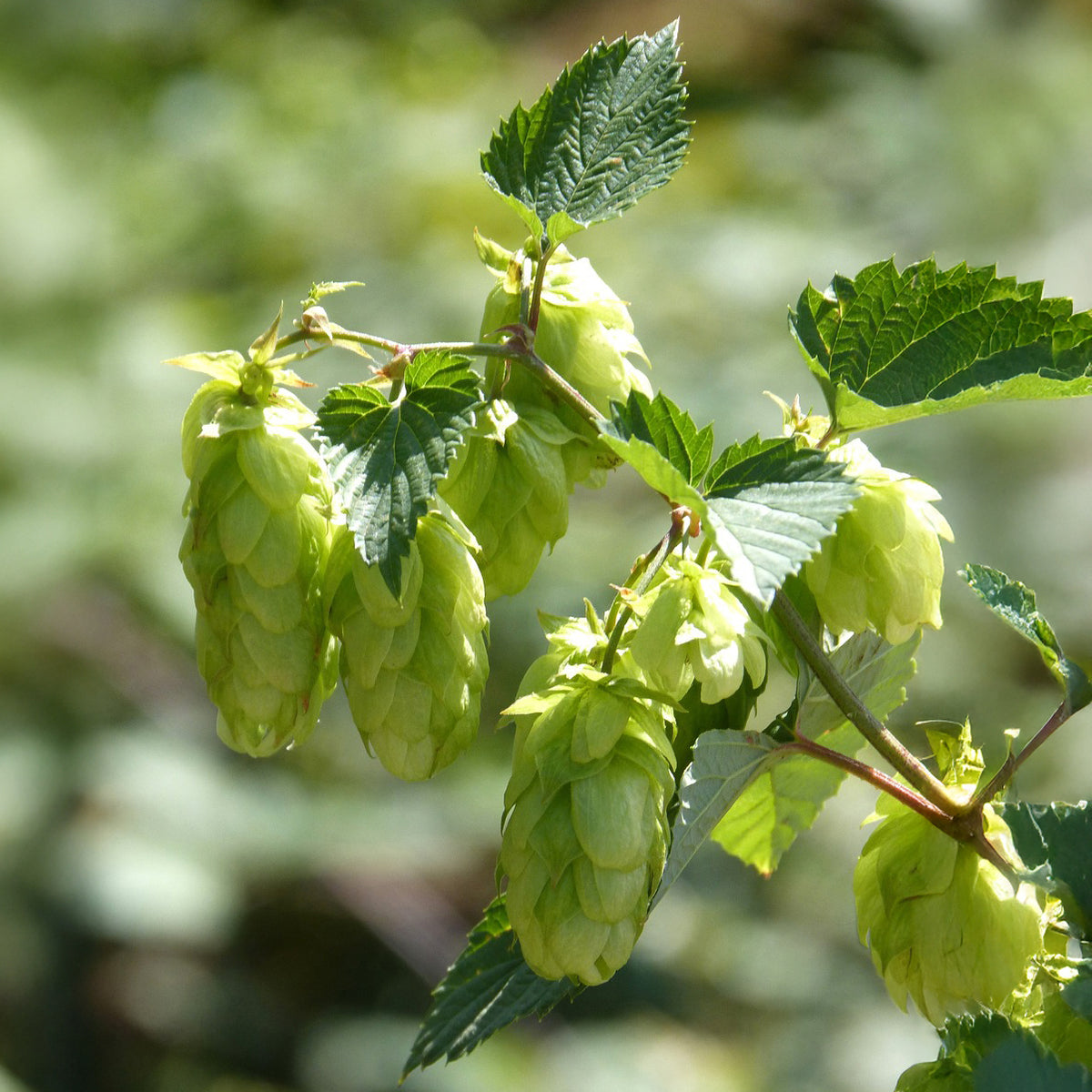 Houblon Centennial - Willemse