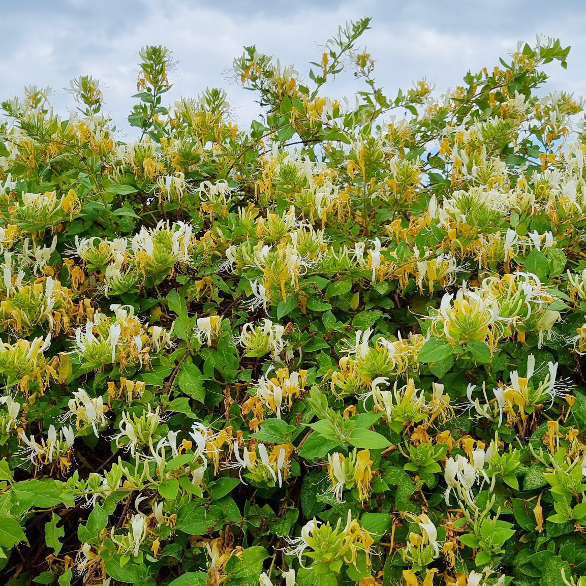 Chèvrefeuille du Japon Hall's Prolific - Lonicera japonica Hall's Prolific - Willemse