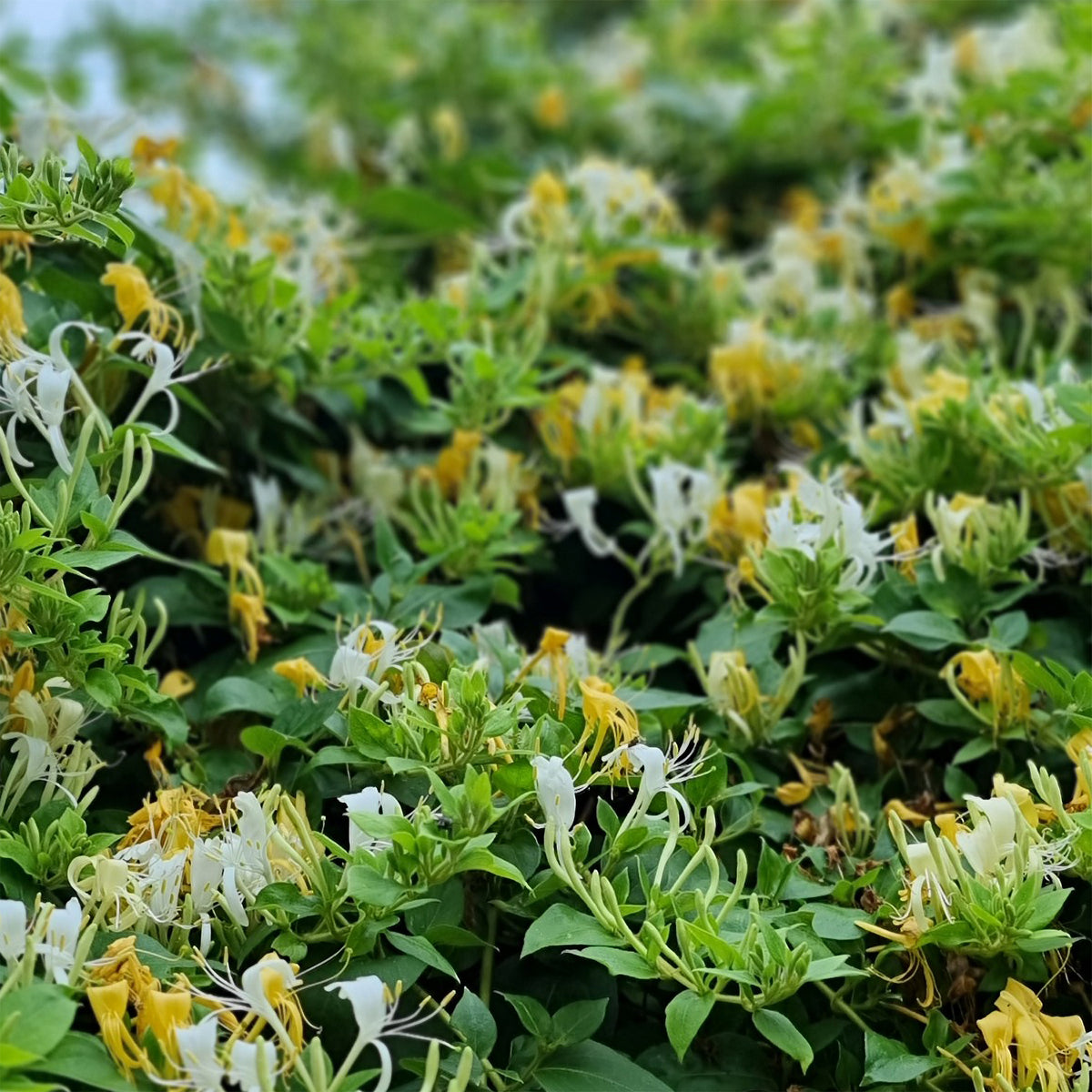 Chèvrefeuille du Japon Halliana - Willemse