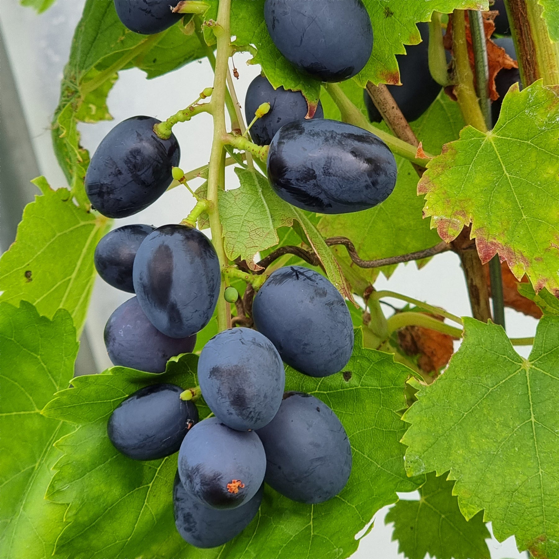 Vigne sans pépins Attika - Willemse