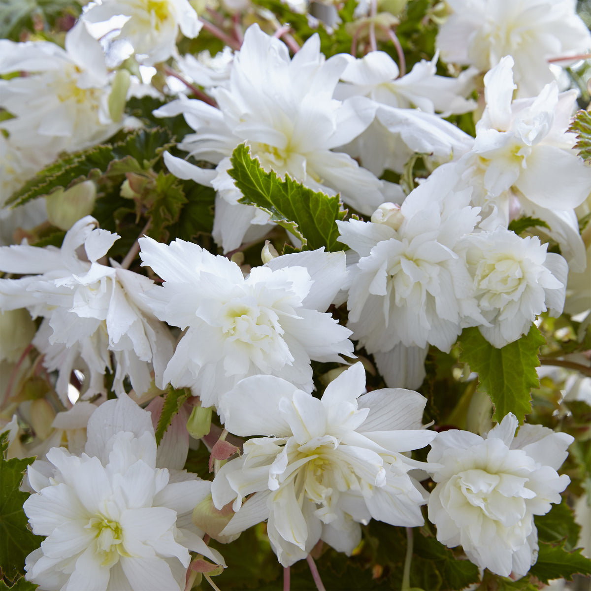 5 Bégonias retombants blancs - Willemse