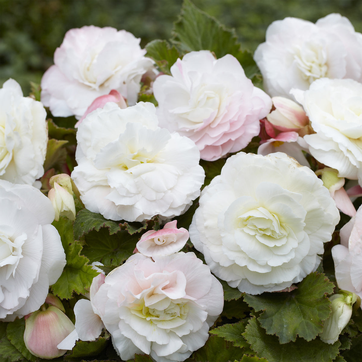 5 Bégonias doubles blancs - Begonia superba White - Willemse