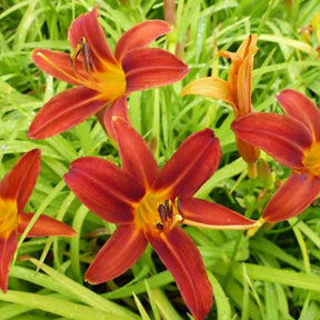 Hémérocalle Sammy Russell - Hemerocallis sammy russell - Willemse