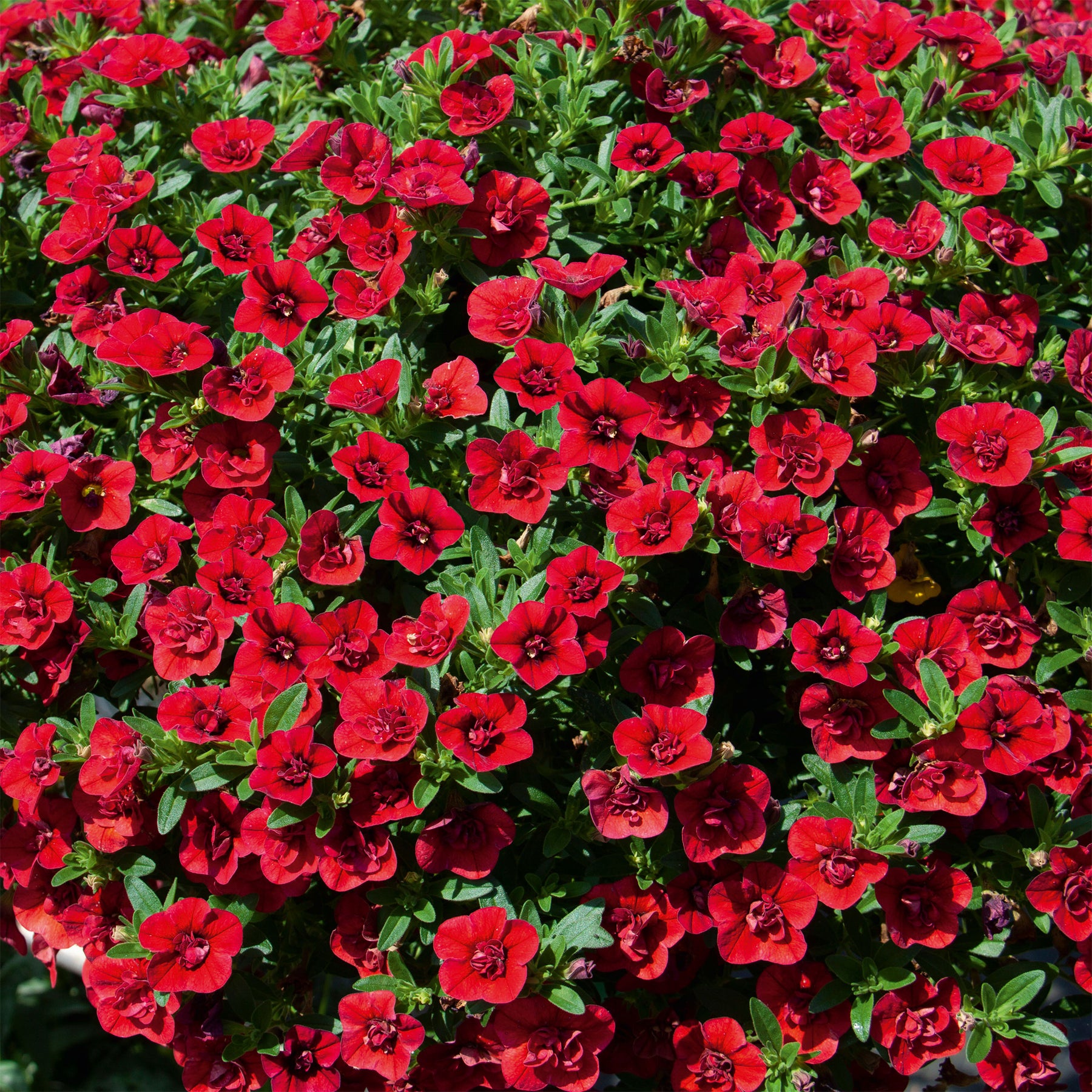 Mini-pétunia à fleurs doubles rouges - Willemse