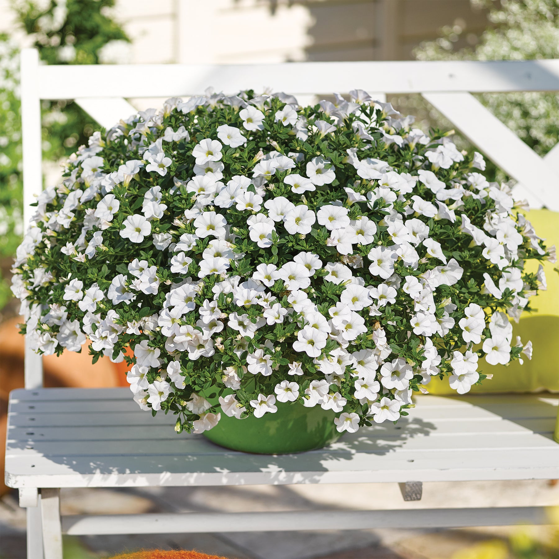 Mini-pétunia blanches - Calibrachoa hybride white - Willemse