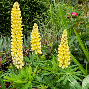 3 Lupins Gallery Yellow