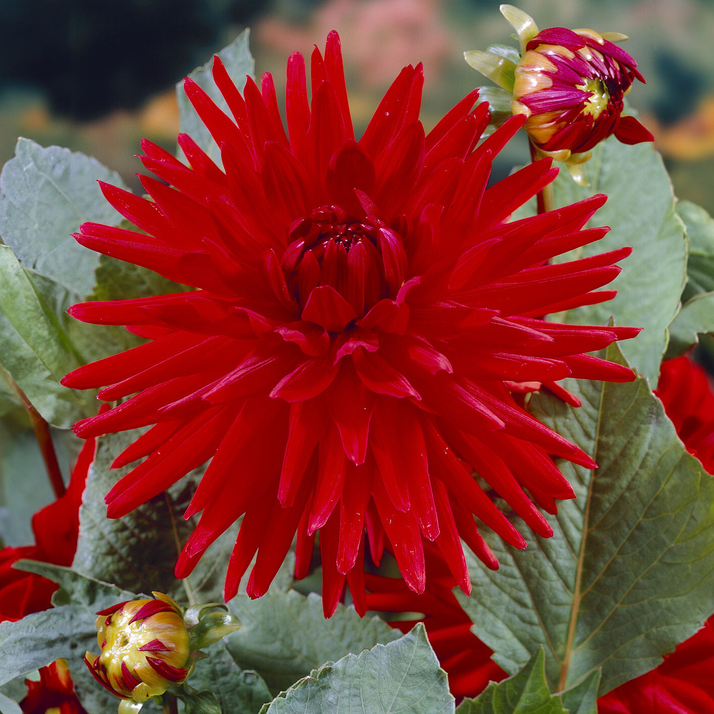 Dahlia Red Pigmy - 3 Dahlias cactus nain Red Pigmy - Dahlia