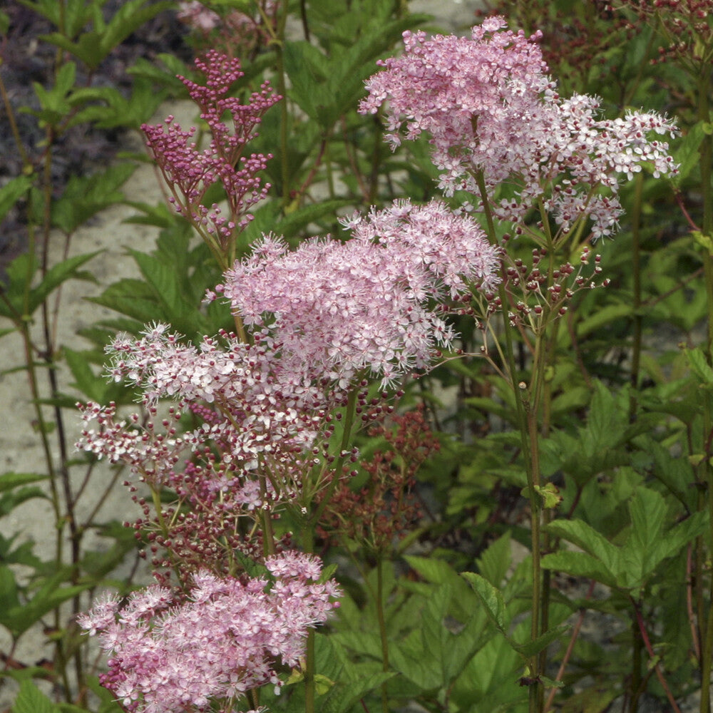 Filipendule pourpre Elegans - Reine des près - Filipendula purpurea Elegans - Willemse