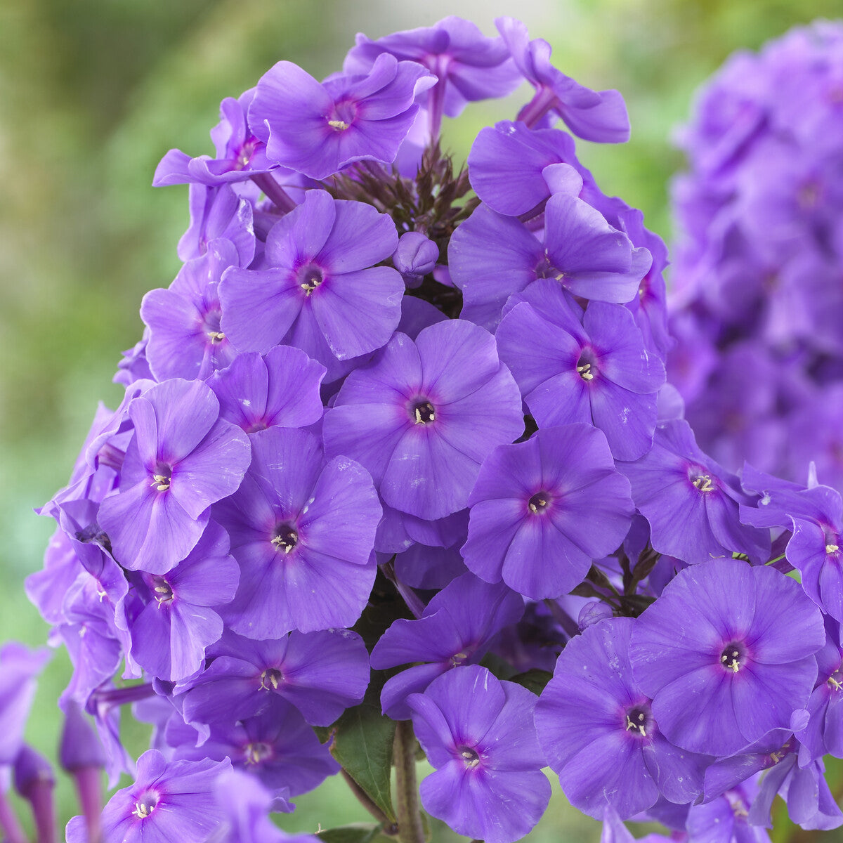 Phlox paniculata Amethyst - Willemse