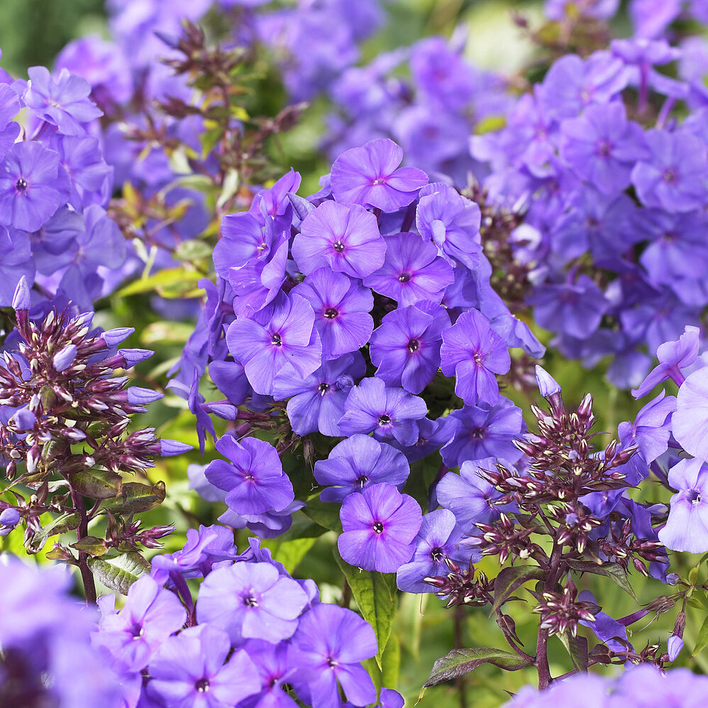 Phlox paniculata Amethyst - Phlox paniculata Amethyst - Phlox