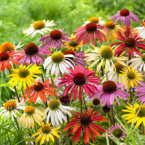 5 Marguerites Papillon en mélange