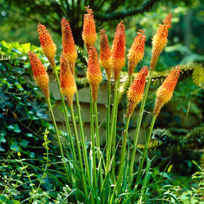 5 Tritomas - Kniphofia uvaria - Plantes vivaces