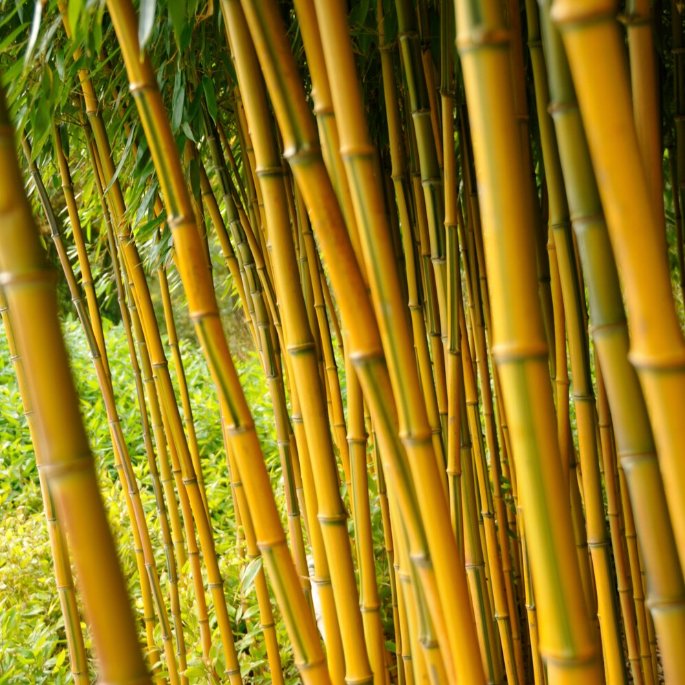 Bambou traçant panaché