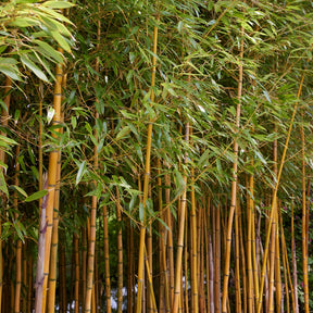 Bambou traçant panaché