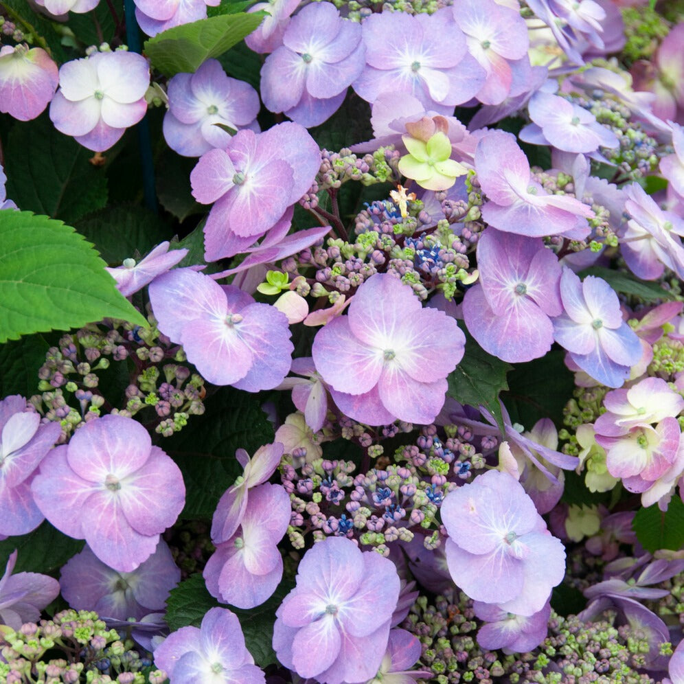 Hortensia Blueberry Cheesecake