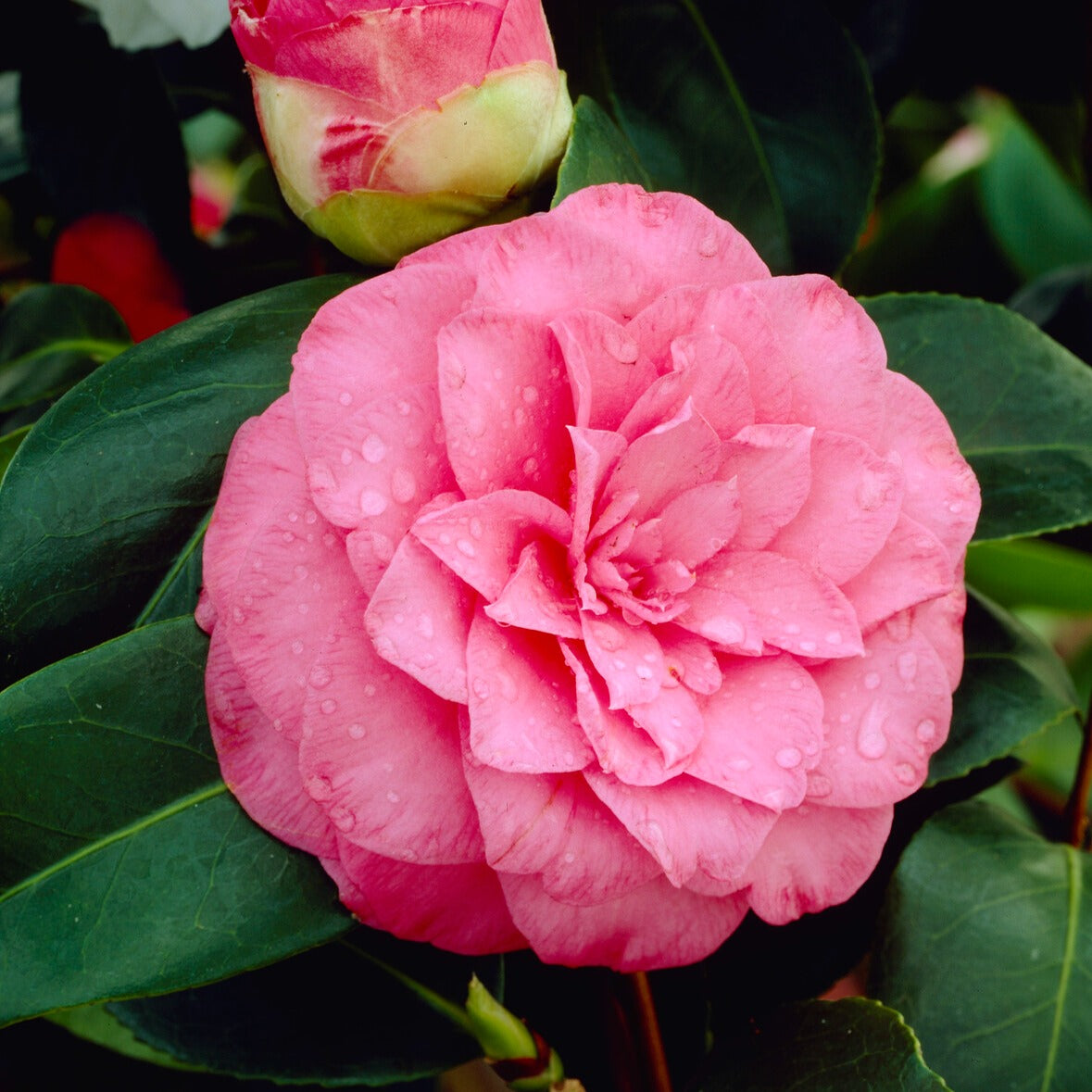 Camélia du Japon à fleurs doubles roses