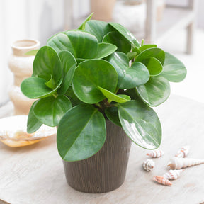 Peperomia Green - Willemse