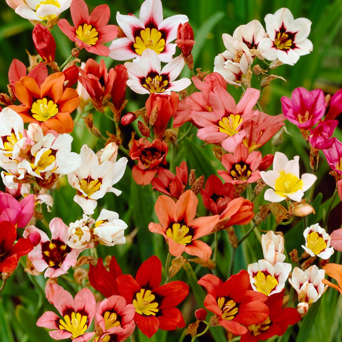 Vente Pack de 312 bulbes - Anemone, Brodiae, Gladiolus, Sparaxis, Freesia, Acidanthera