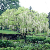 Glycine blanche sur tige - Willemse