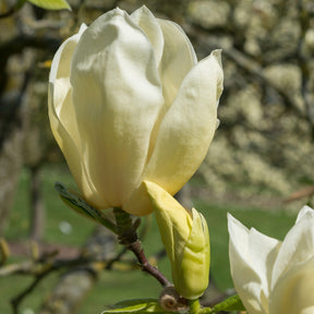 Magnolia Yellow Lantern