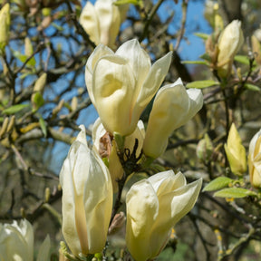 Magnolia Yellow Lantern