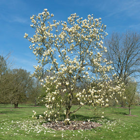 Magnolia Yellow Lantern