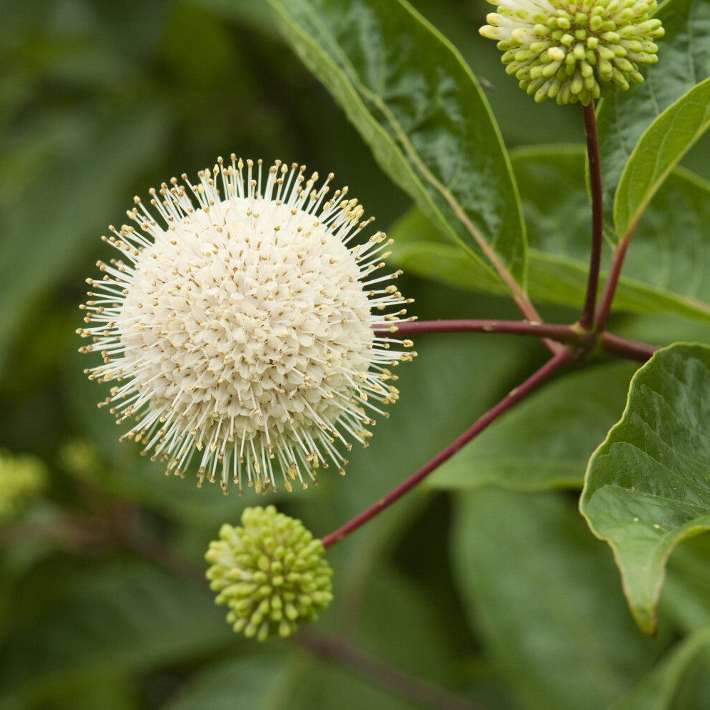 Cephalanthus occidentalis sur tige - Willemse