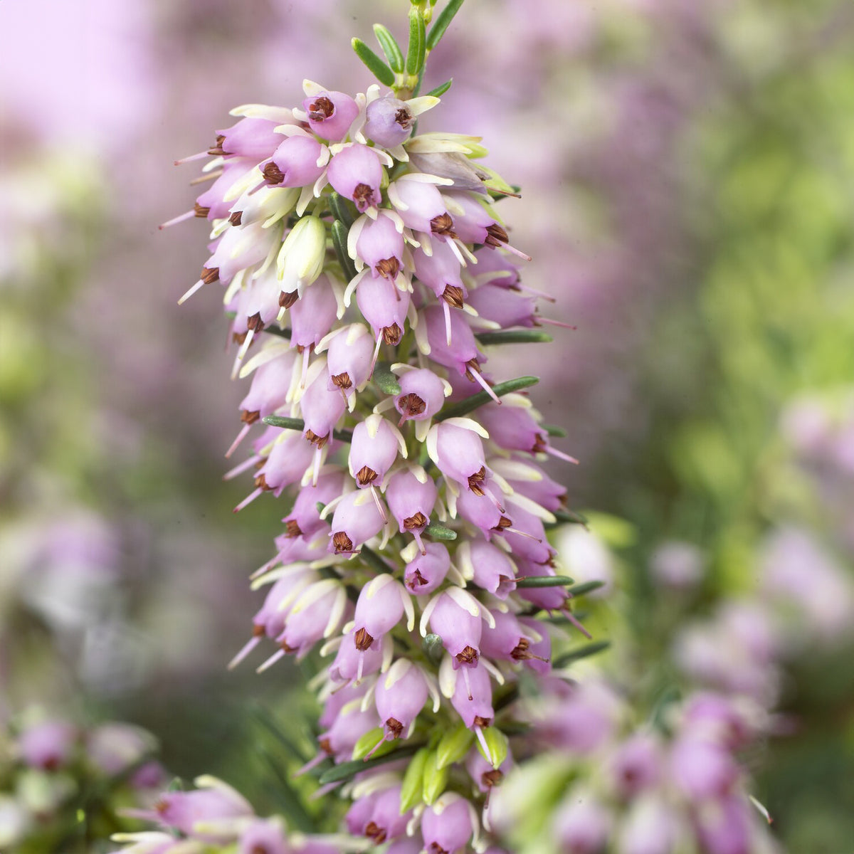 Bruyère d'hiver Darley Dale - Erica darleyensis Darley Dale - Willemse