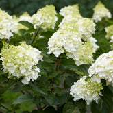 Hortensia paniculé Silver Dollar