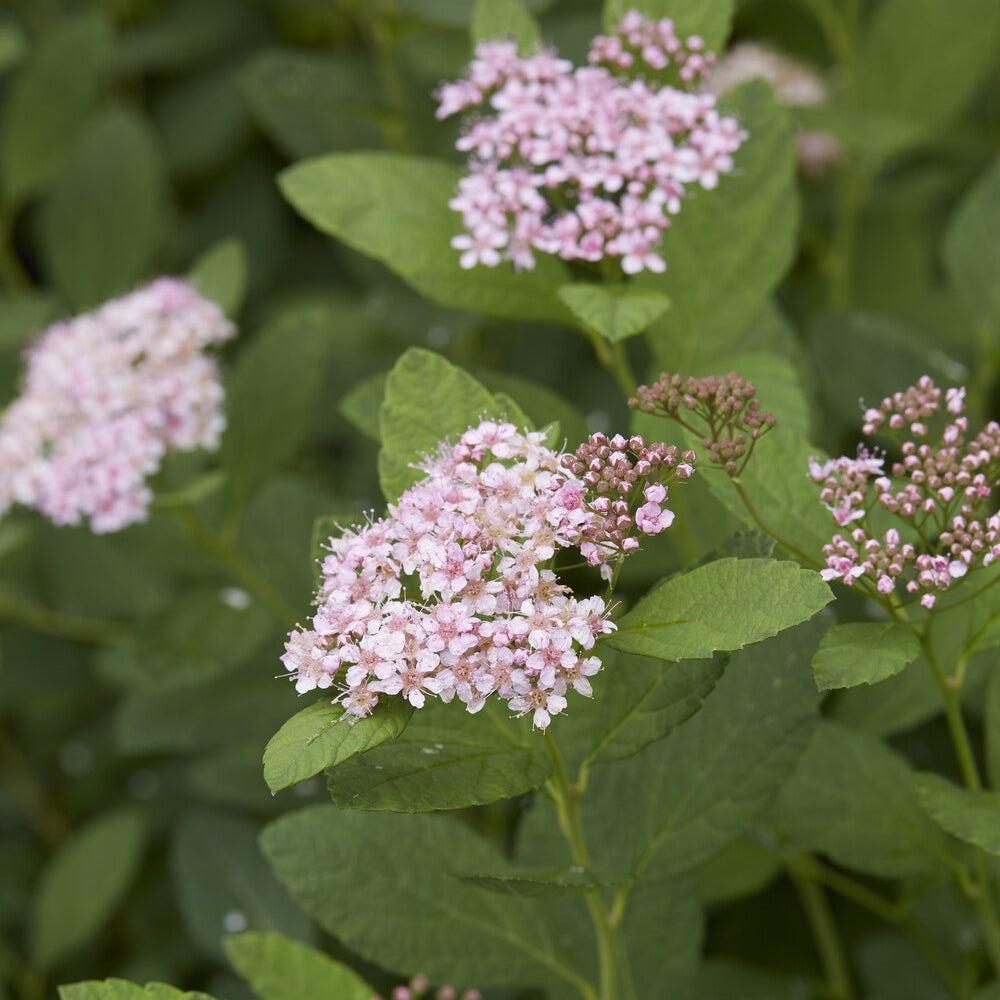 Spirée à feuilles de bouleau Pink Sparkler® - Willemse