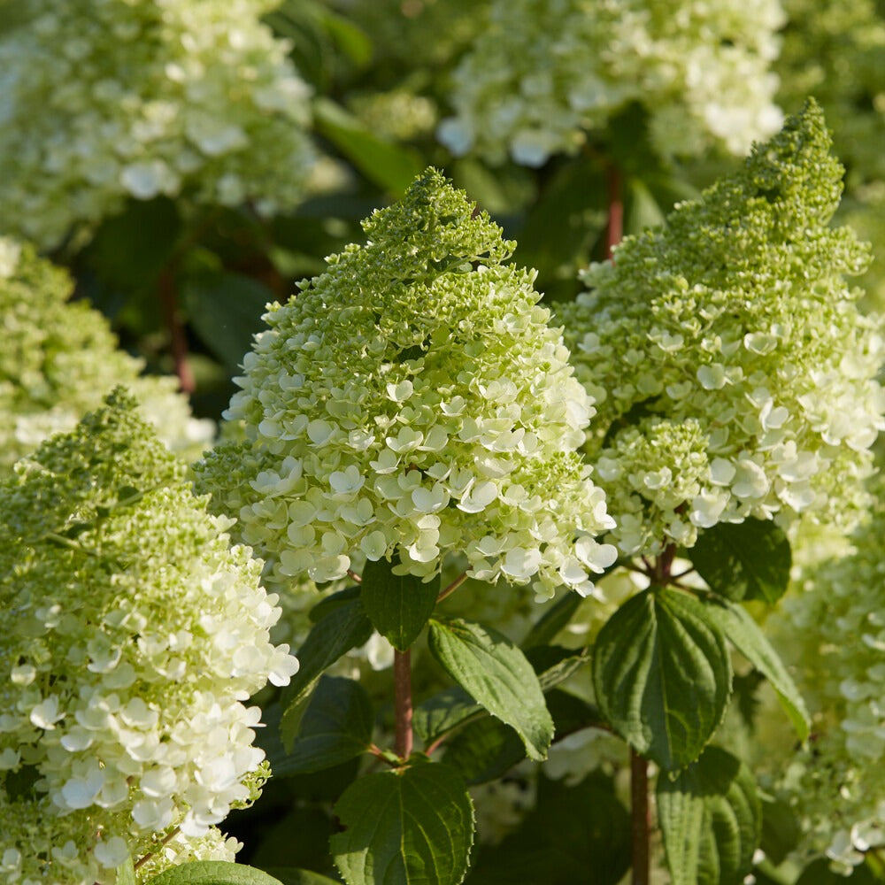 Hortensia paniculé Magical® Moonlight - Willemse