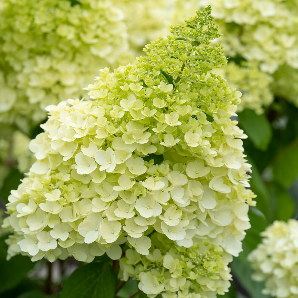 Hortensia paniculé Magical® Moonlight - Hydrangea paniculata magical ® moonlight - Willemse