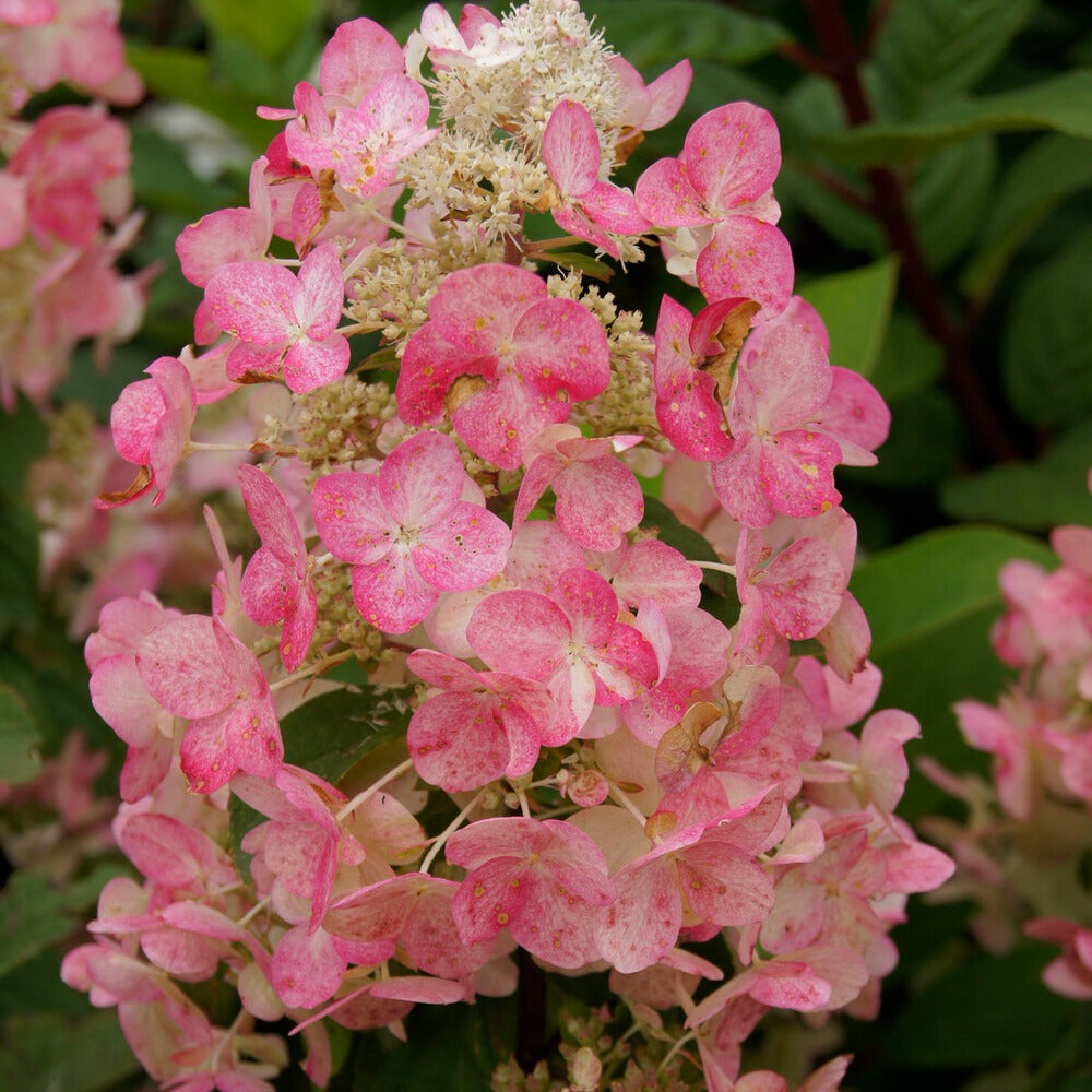 Hortensia paniculé Magical ® Fire