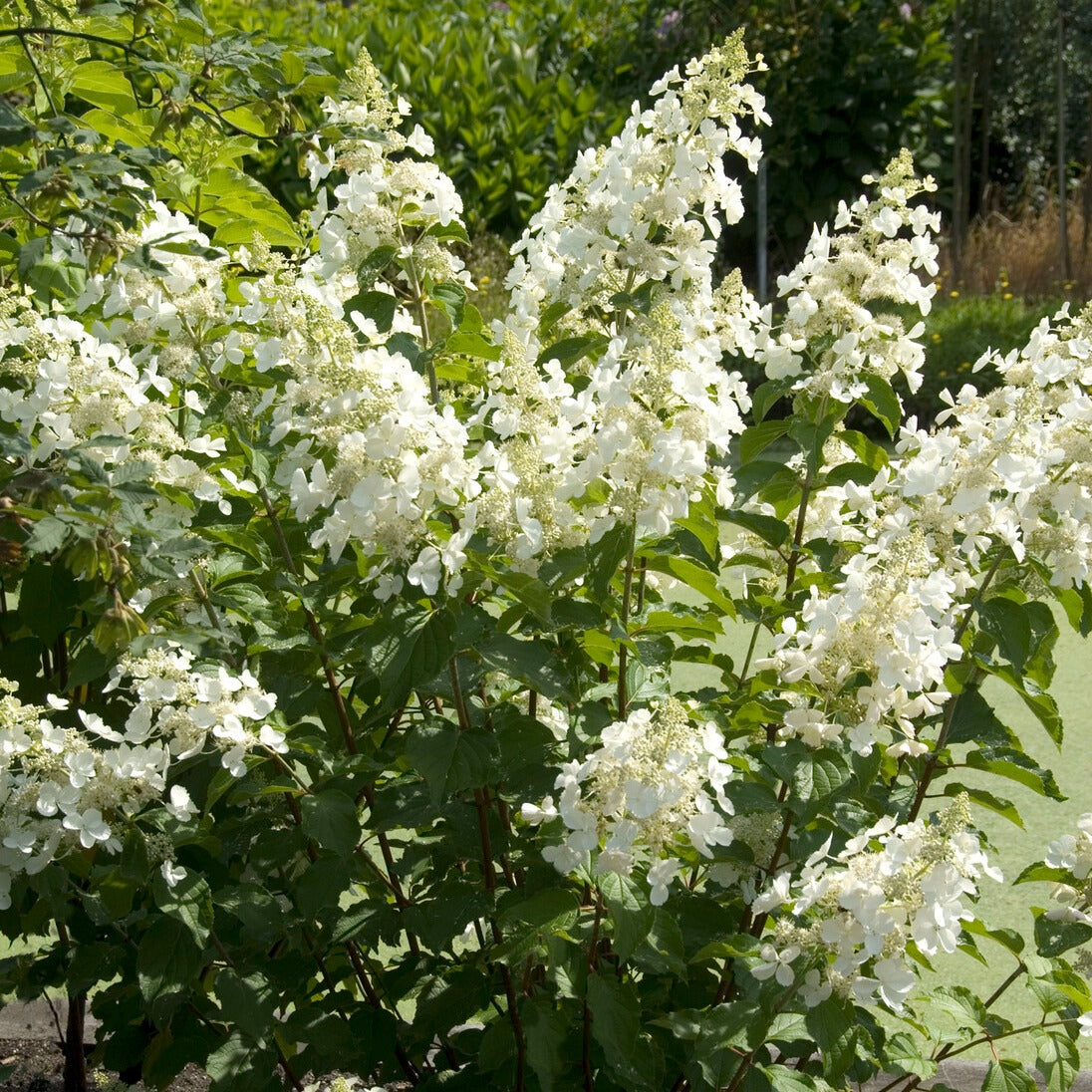 Hortensia paniculé Pink Lady - Willemse