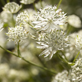 Grande astrance Star of Billion - Astrantia major Star of Billion - Willemse