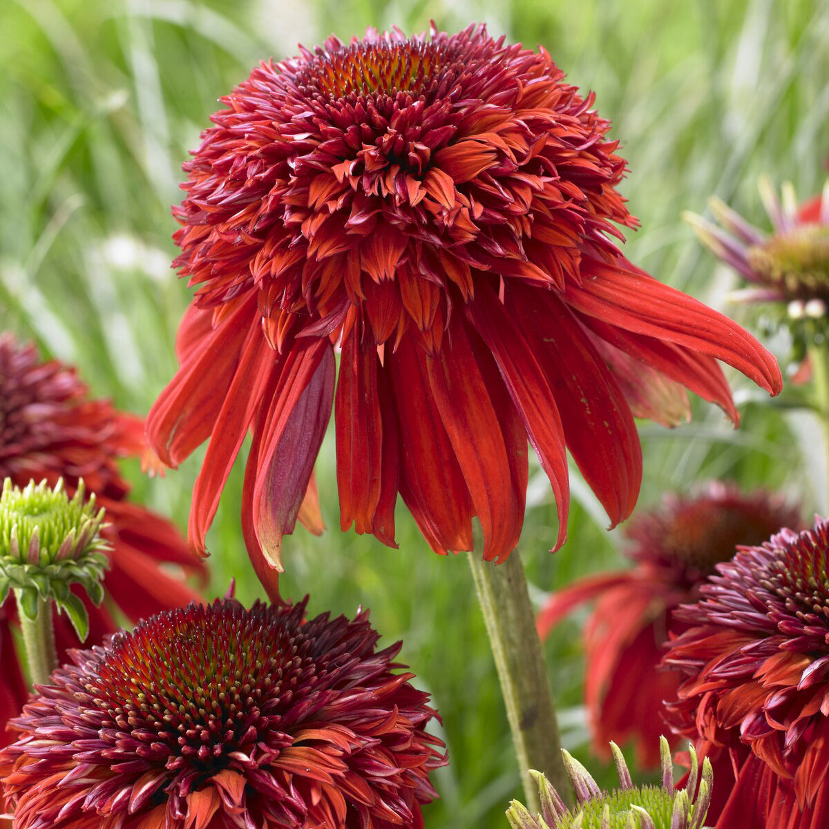 Rudbeckia pourpre Eccentric - Echinacea - Willemse