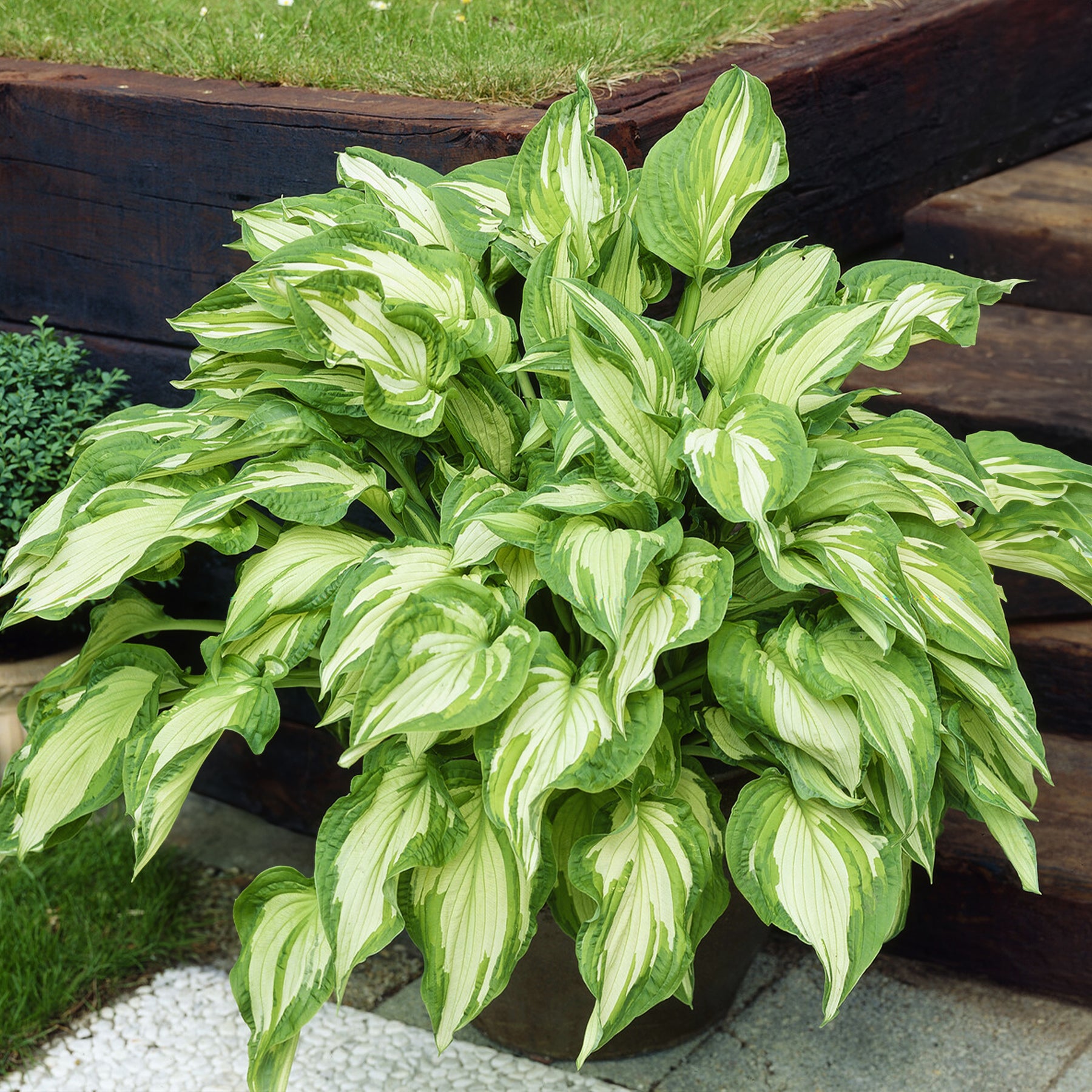 Hosta Albopicta - Willemse