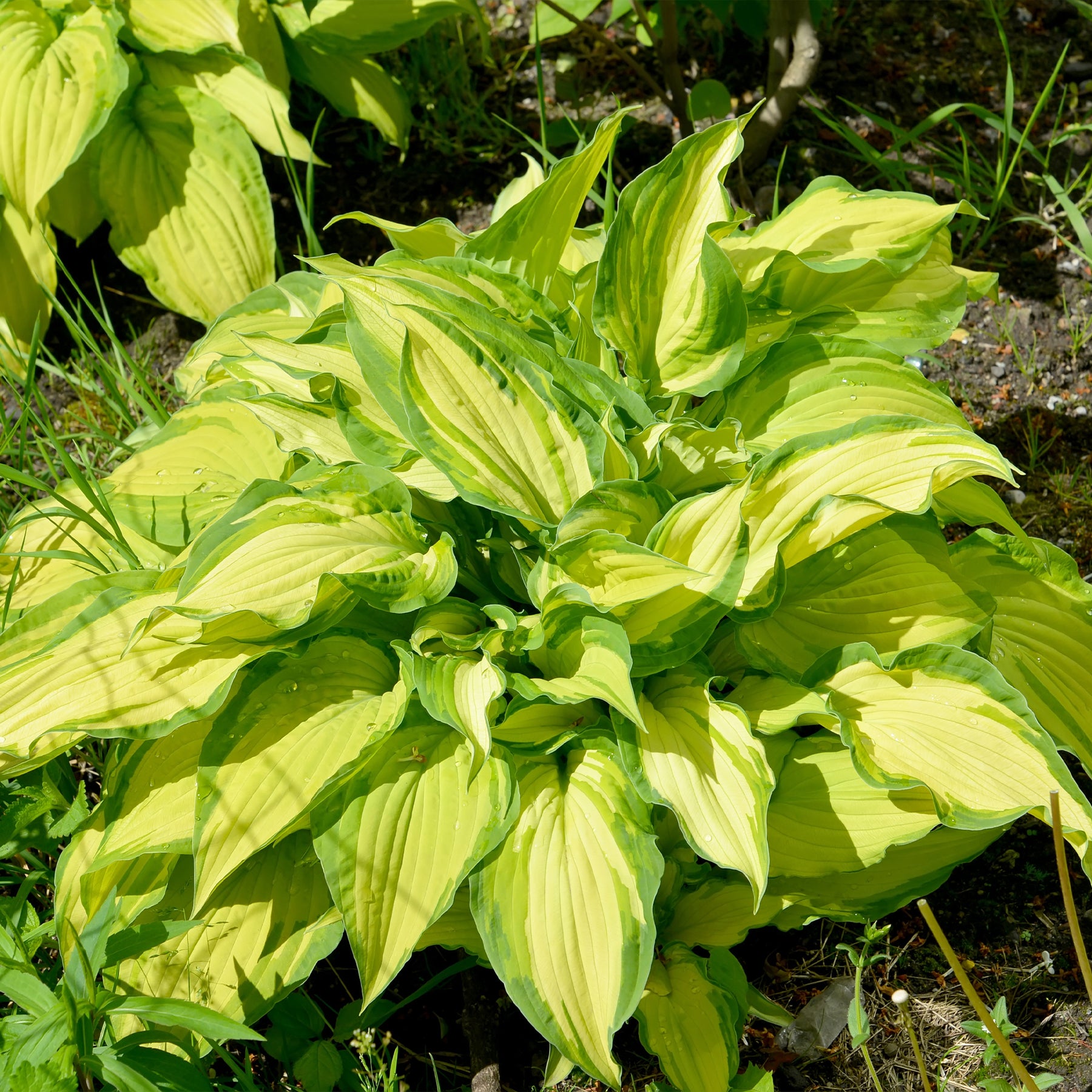 Hosta fortunei albopicta - Hosta Albopicta - Hosta