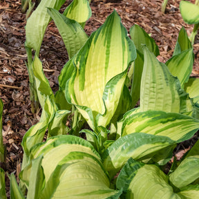 Hosta Albopicta - Hosta fortunei albopicta - Willemse