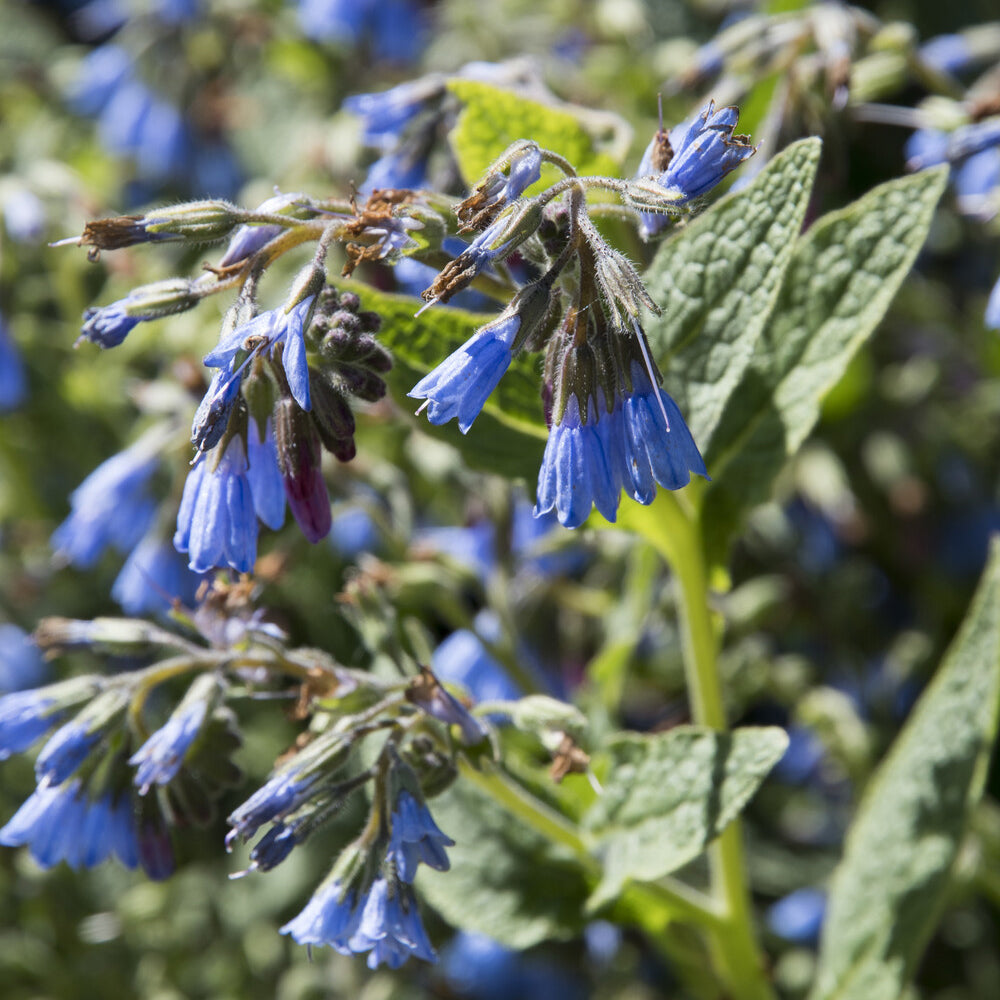 Consoude - Consoude bleue - Symphytum azureum